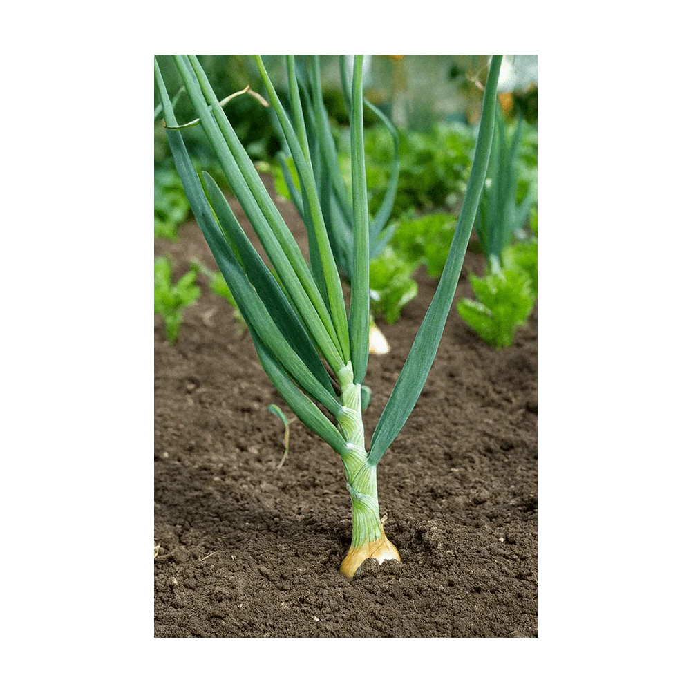 Shido Seeds Scallions Vegetable Seeds Packet
