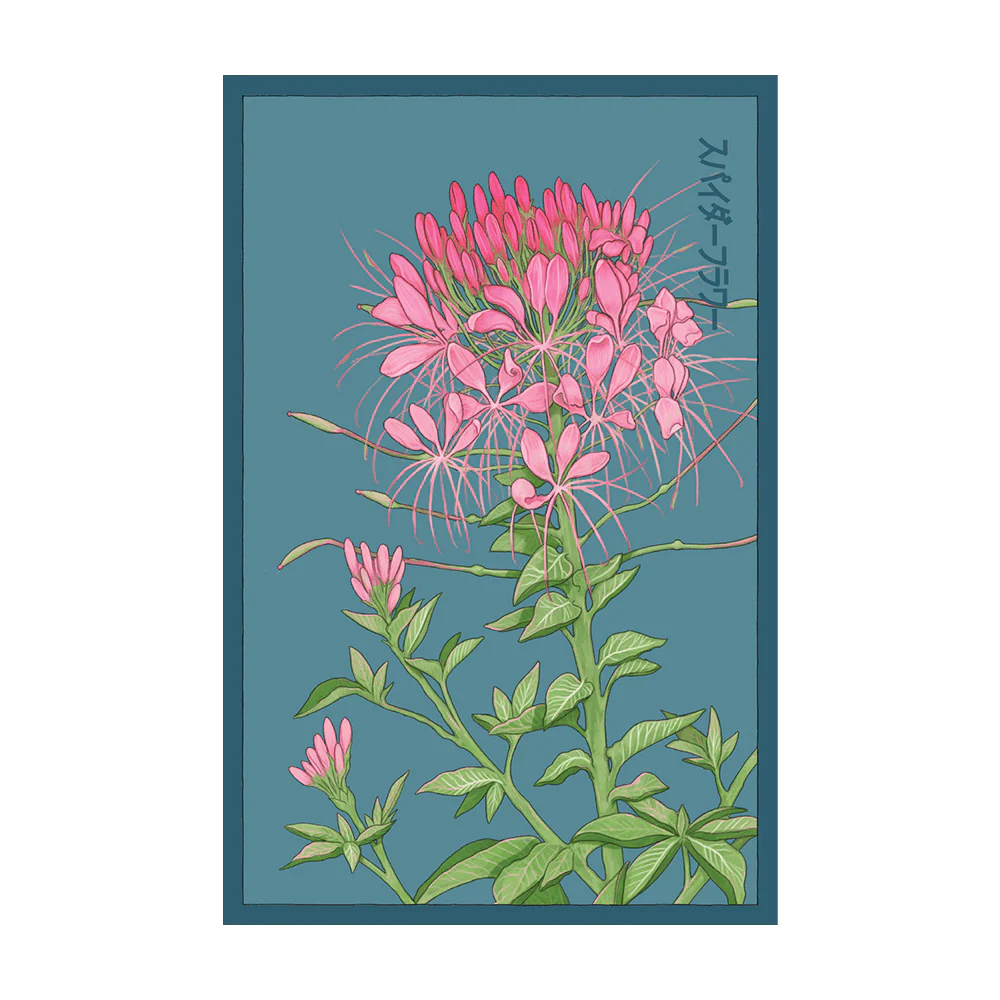 Shido Seeds Spiderflower Seeds