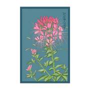 Shido Seeds Spiderflower Seeds