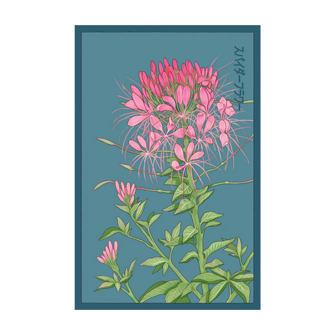 Shido Seeds Spiderflower Seeds