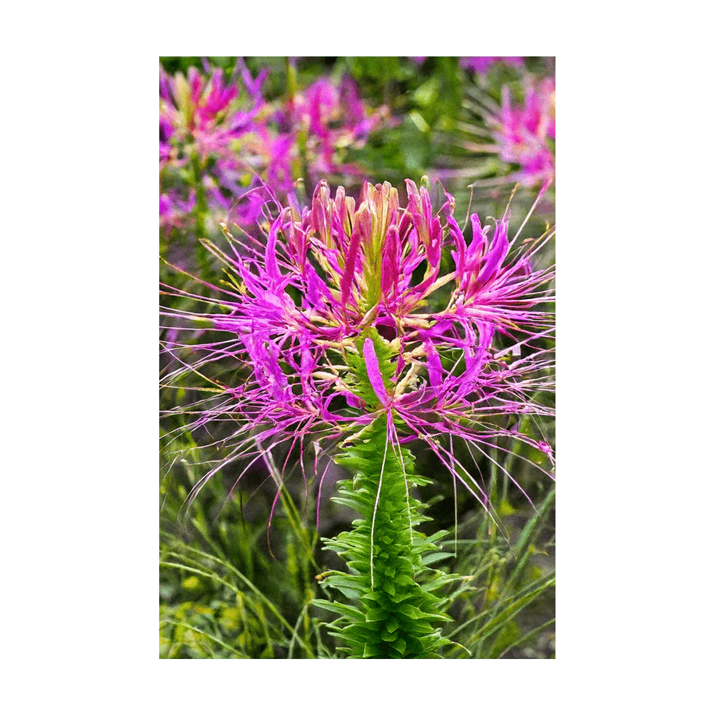 Shido Seeds Spiderflower Seeds