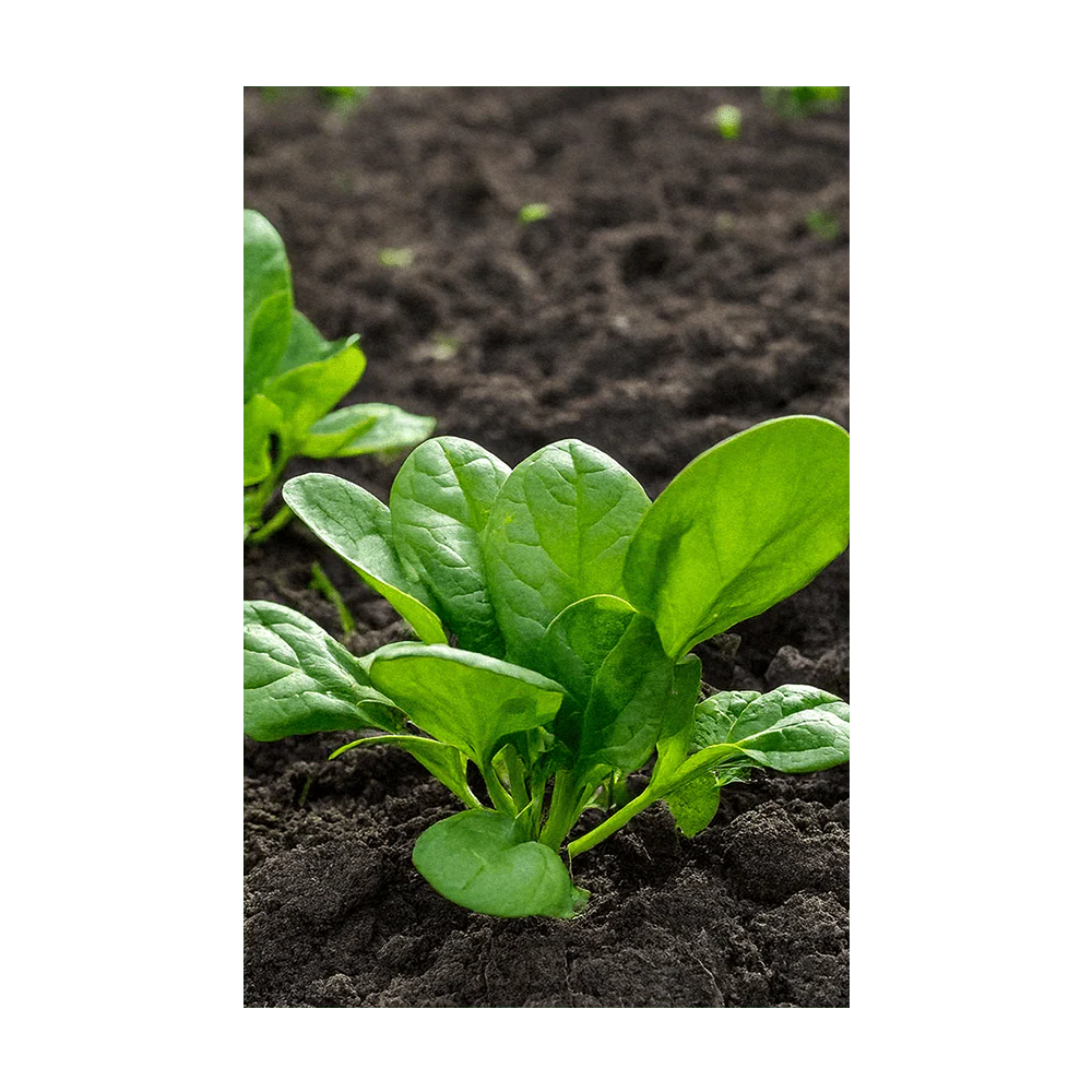 Shido Seeds Spinach Vegetable Plant Seeds