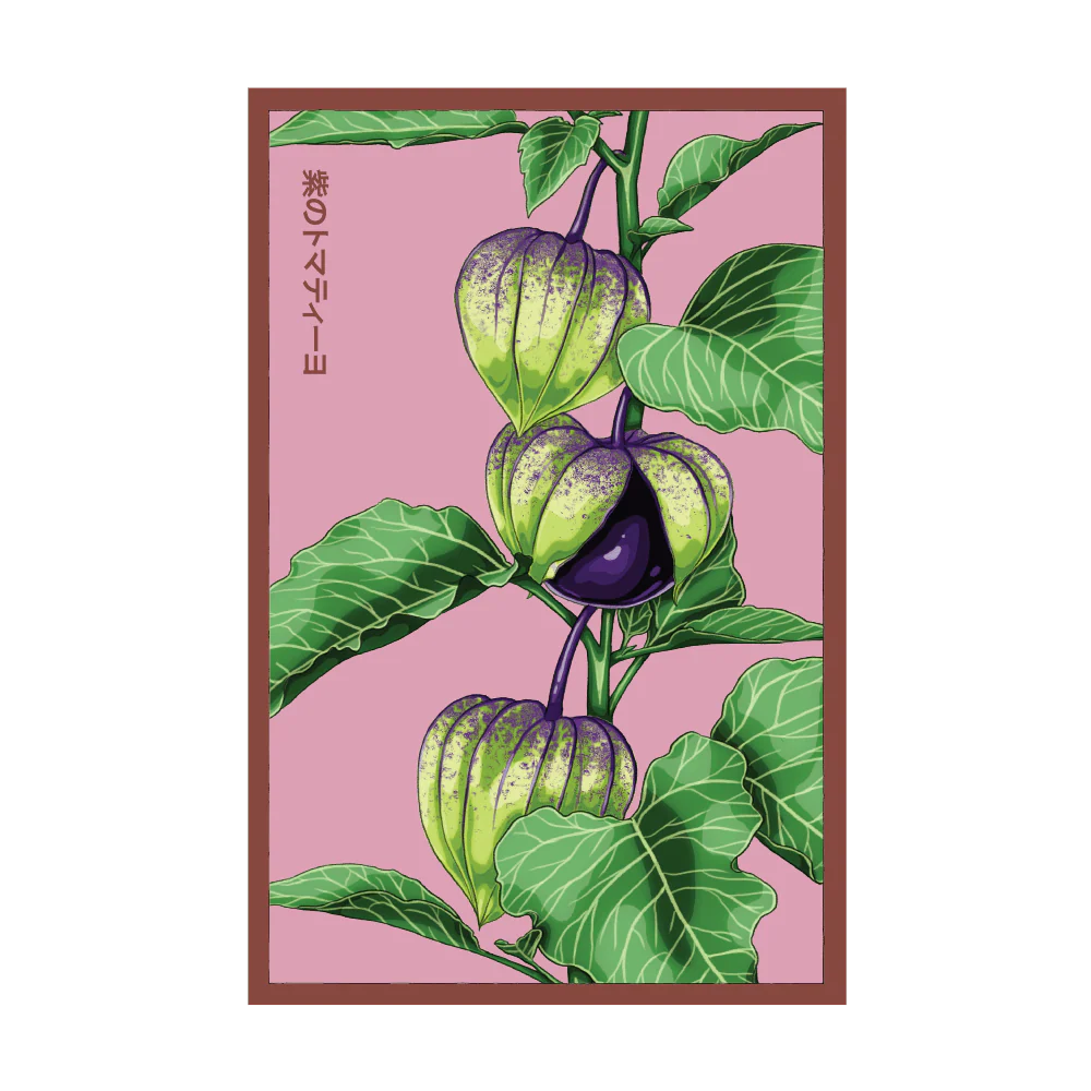 Shido Seeds Sweet Purple Tomatillo Vegetable Seeds Packet
