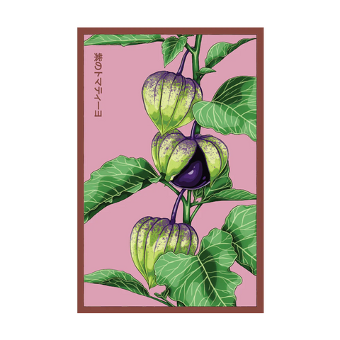 Shido Seeds Sweet Purple Tomatillo Vegetable Seeds Packet