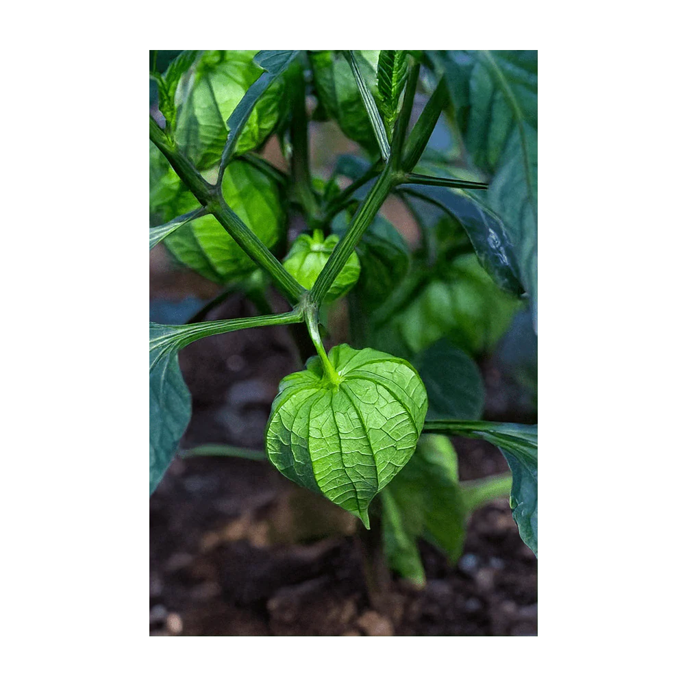 Shido Seeds Sweet Purple Tomatillo Vegetable Seeds Packet