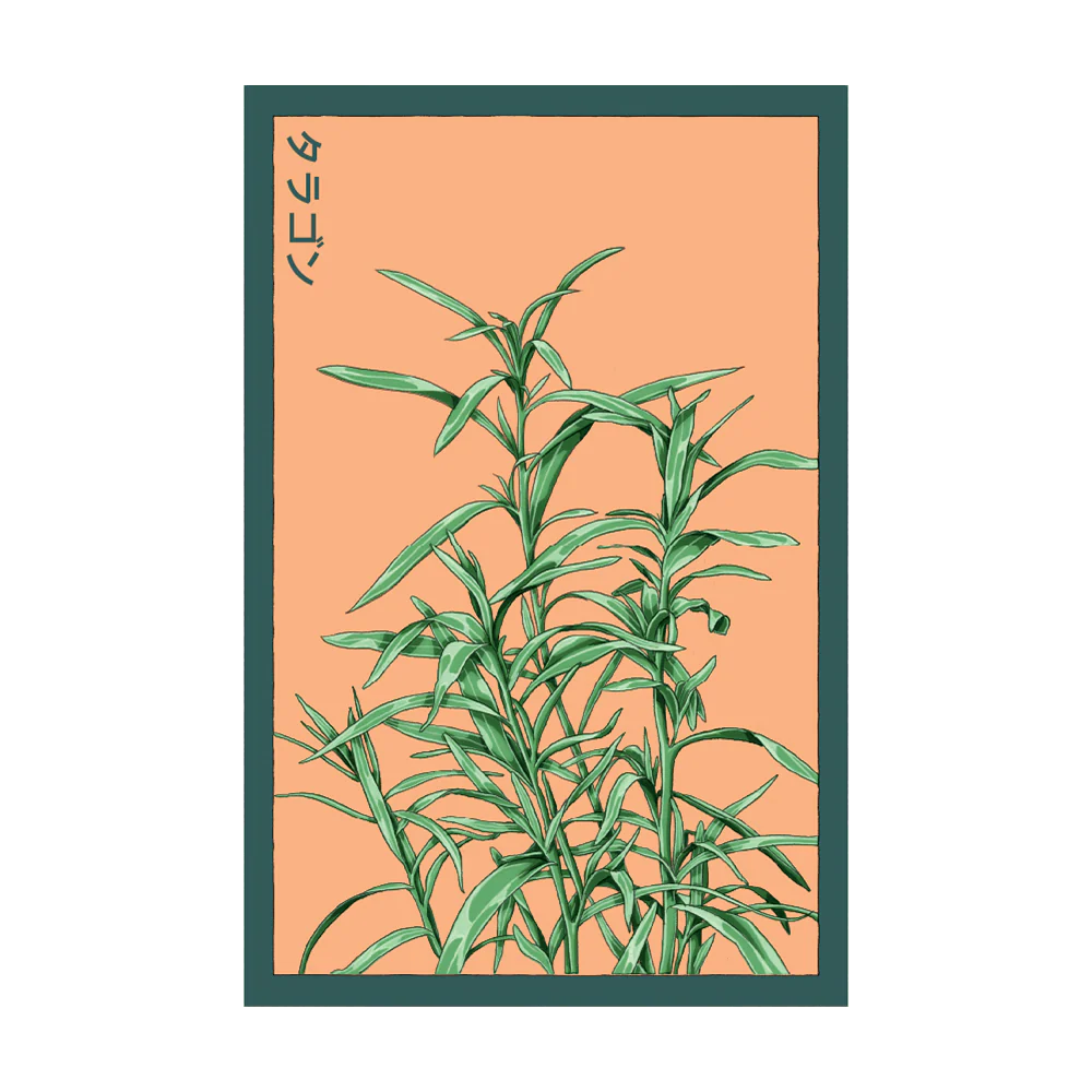 Shido Seeds Tarragon Herb Plant Seeds Packet