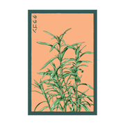 Shido Seeds Tarragon Herb Plant Seeds Packet