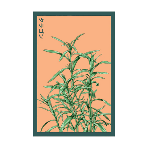 Shido Seeds Tarragon Herb Plant Seeds Packet