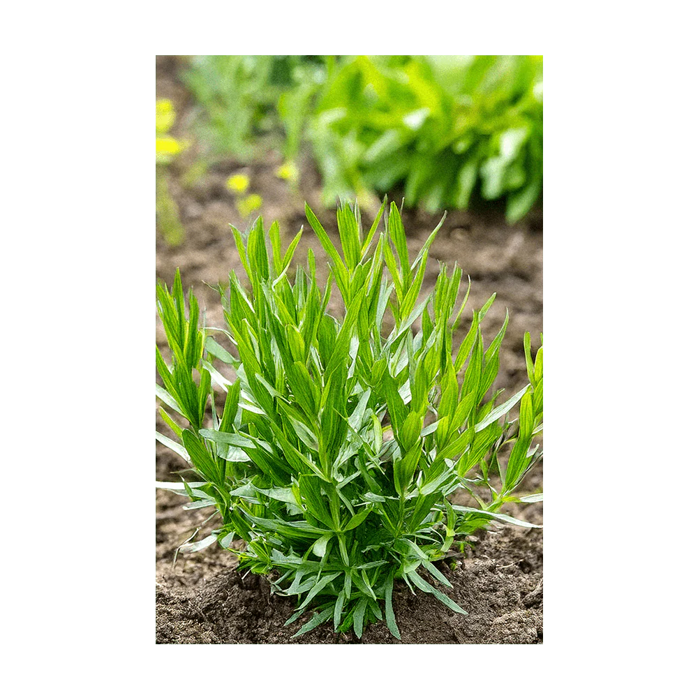 Shido Seeds Tarragon Herb Plant Seeds Packet