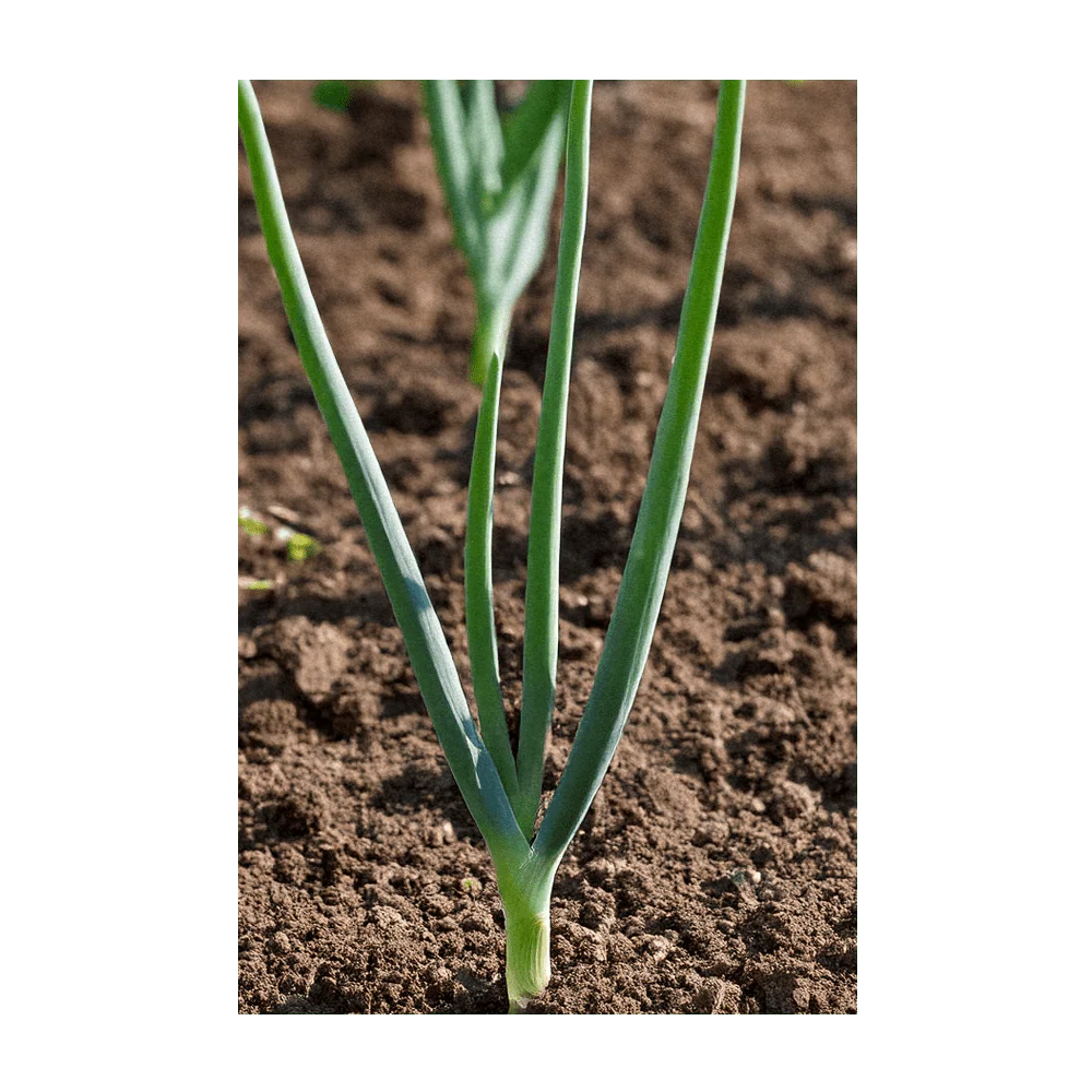 Shido Seeds Texas Super Sweet Onion Vegetable Seeds