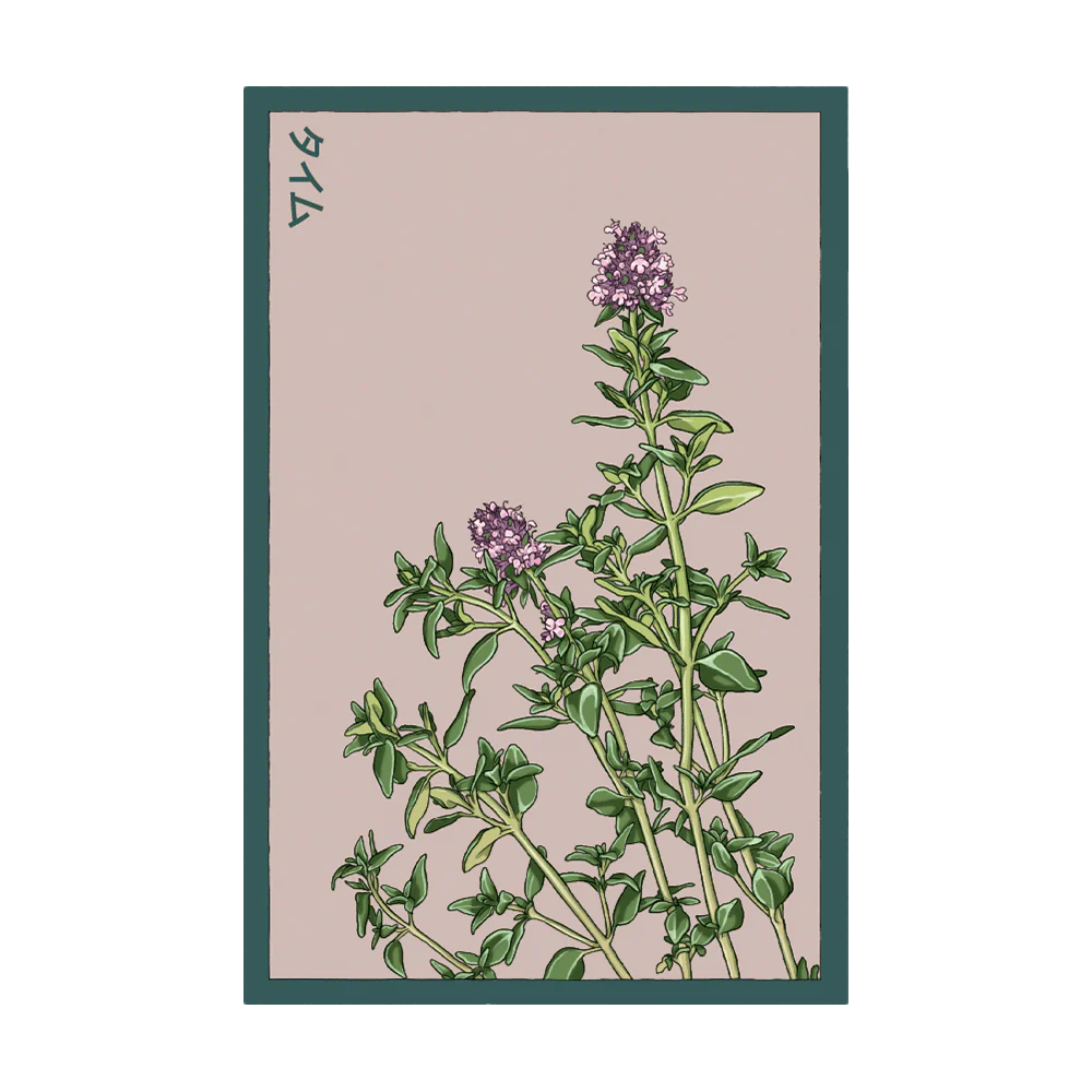 Shido Seeds Thyme Herb Seeds