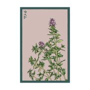 Shido Seeds Thyme Herb Seeds