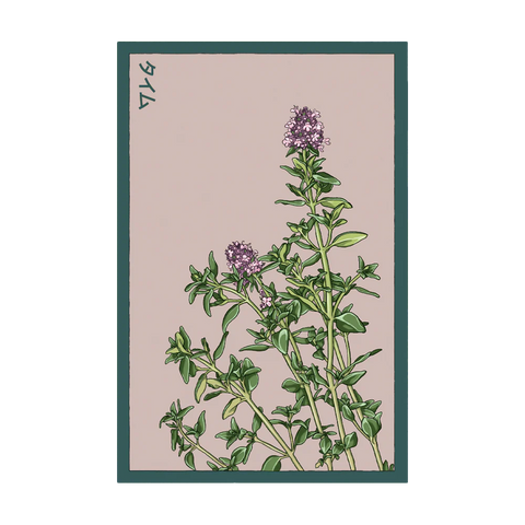 Shido Seeds Thyme Herb Seeds
