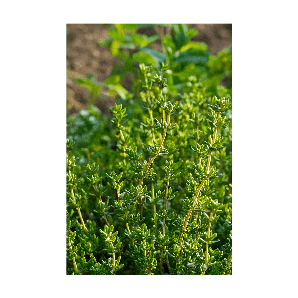 Shido Seeds Thyme Herb Seeds