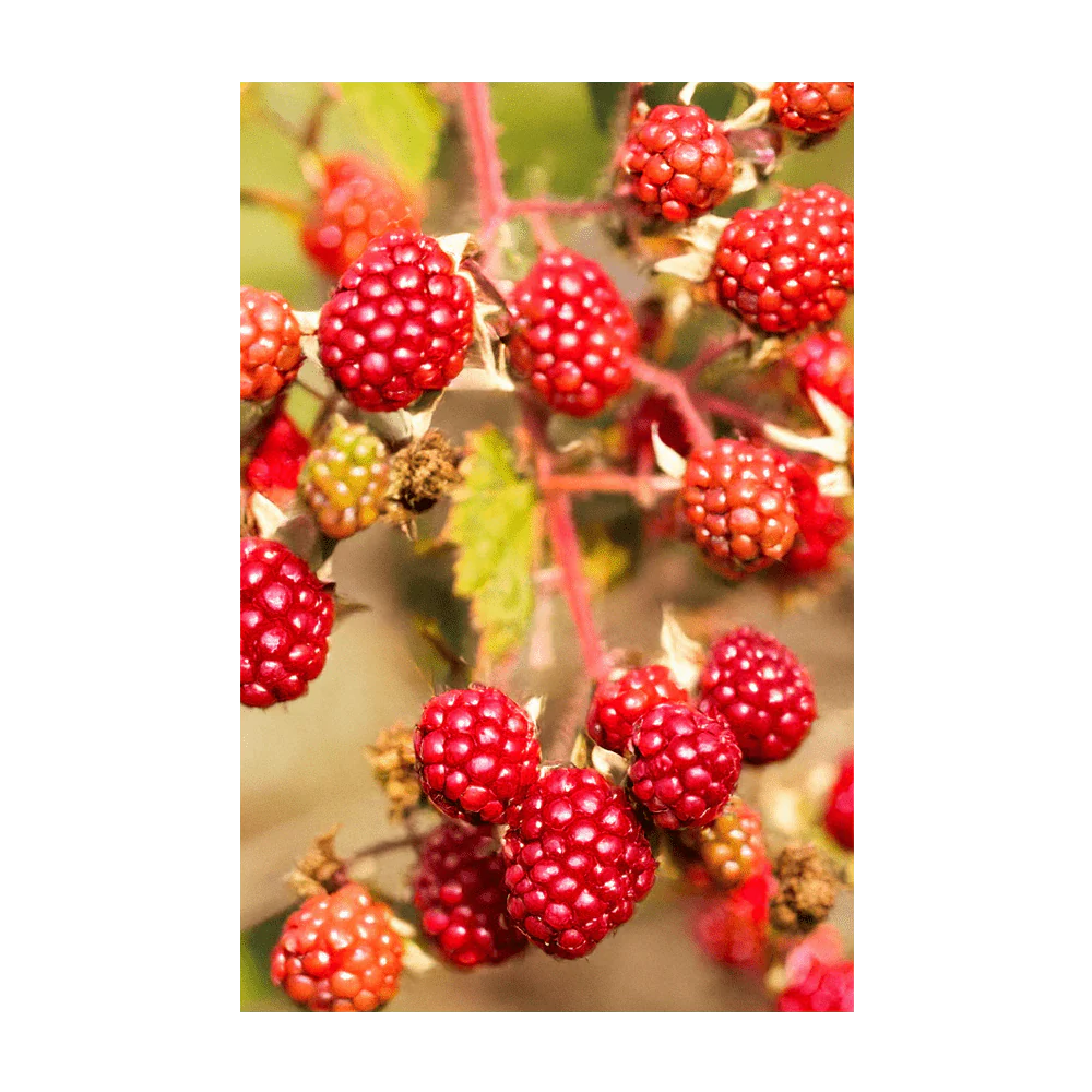 Shido Seeds Tummelberry Flower Seeds Packet