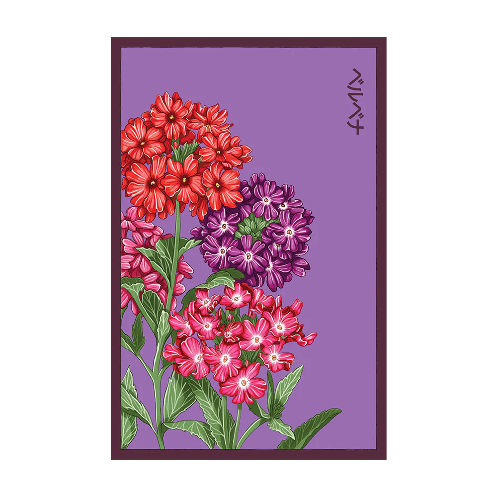 Shido Seeds Verbena Flower Seed Packet
