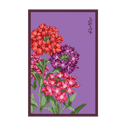 Shido Seeds Verbena Flower Seed Packet