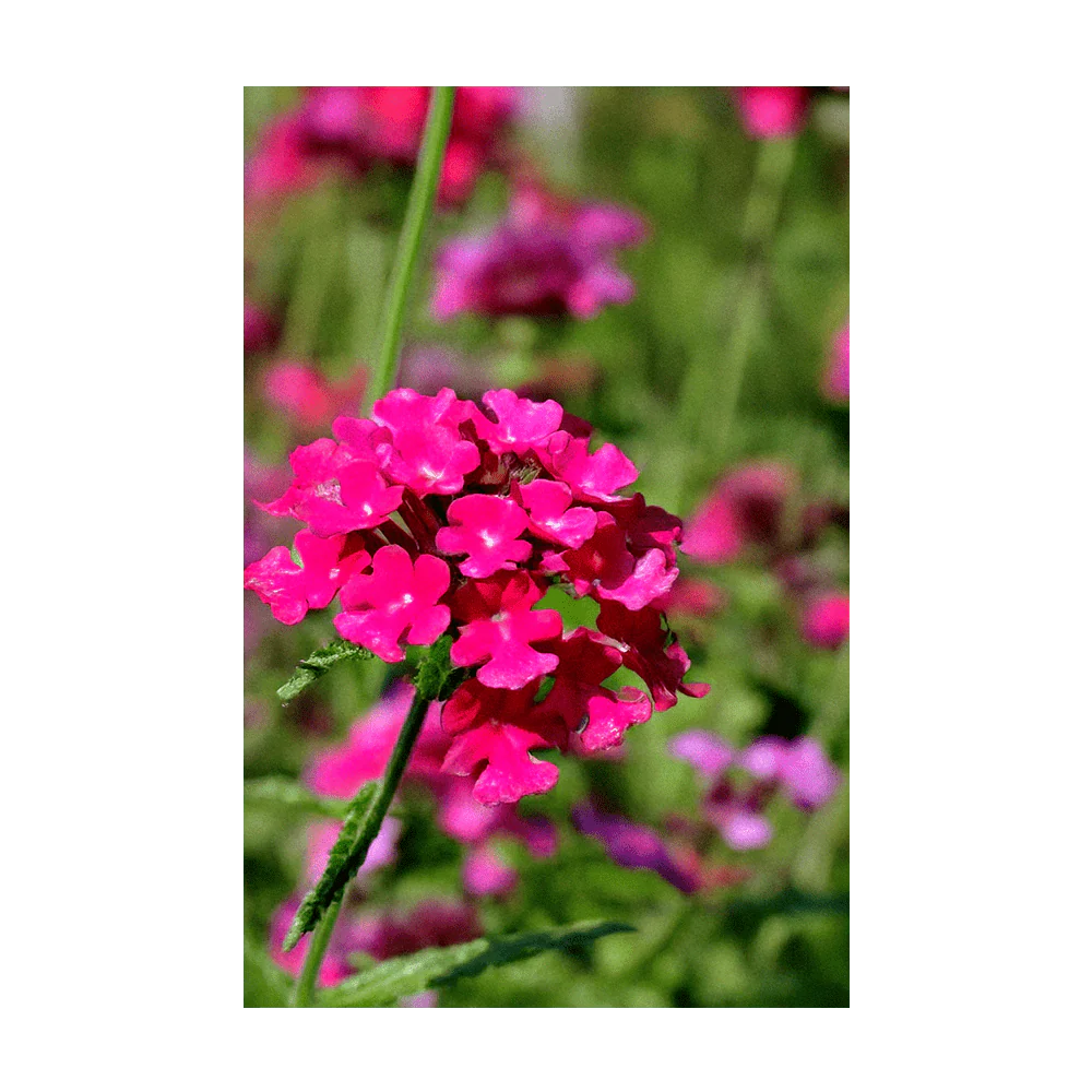 Shido Seeds Verbena Flower Seed Packet