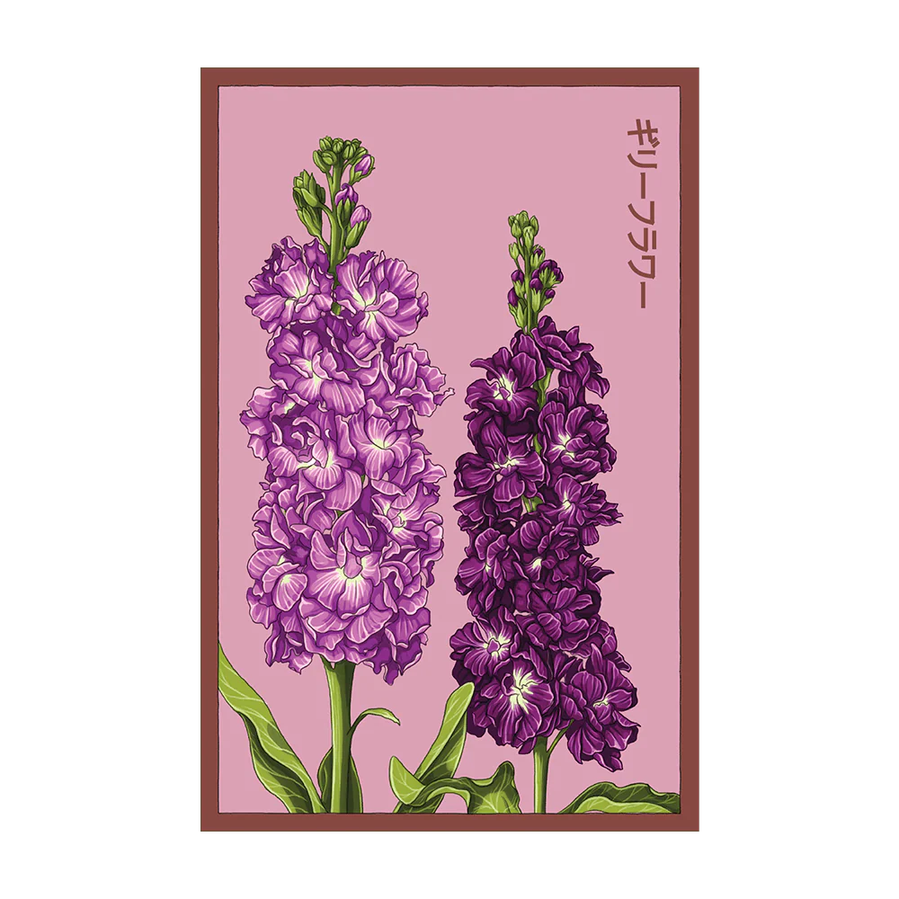 Shido Seeds Gilly Flower Seeds Packet