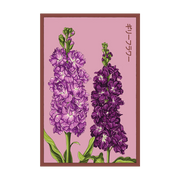 Shido Seeds Gilly Flower Seeds Packet
