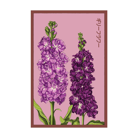 Shido Seeds Gilly Flower Seeds Packet