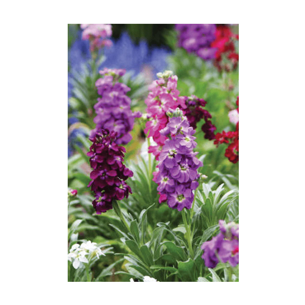 Shido Seeds Gilly Flower Seeds Packet