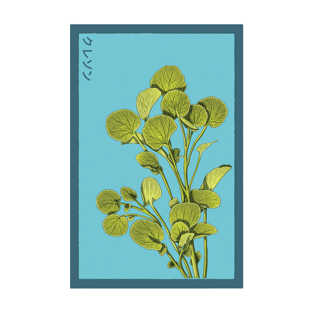 Shido Seeds Watercress Vegetable Plant Seeds Packet