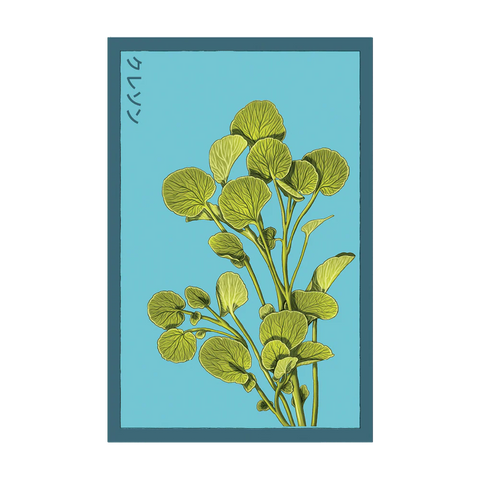 Shido Seeds Watercress Vegetable Plant Seeds Packet