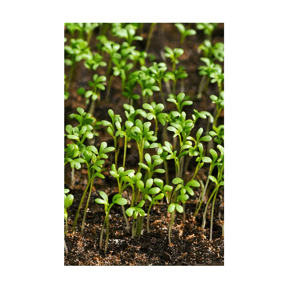 Shido Seeds Watercress Vegetable Plant Seeds Packet