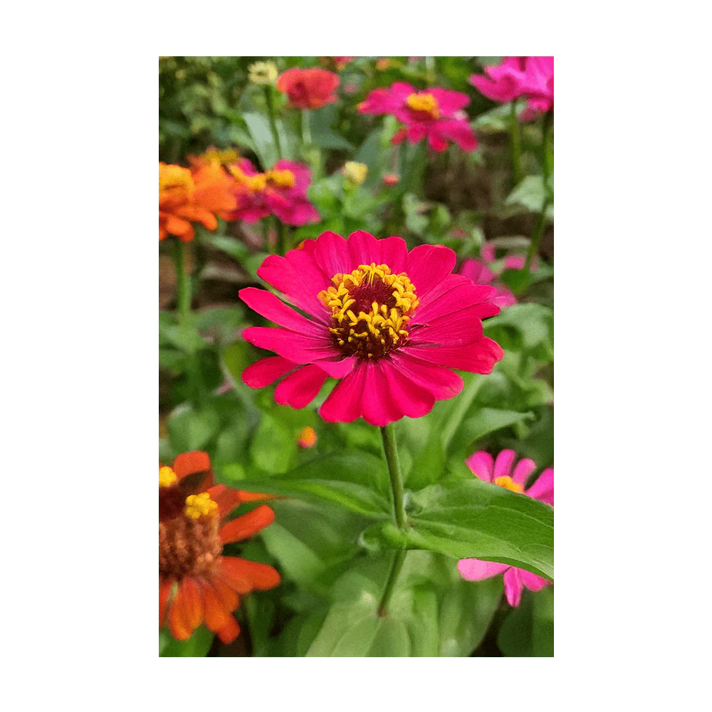 Shido Seeds Zinnia Flower Seeds