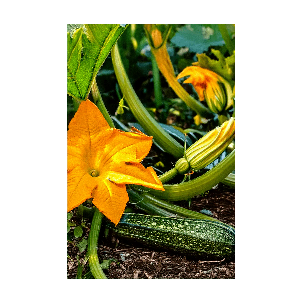 Shido Seeds Zucchini Vegetable Plant Seeds Packet