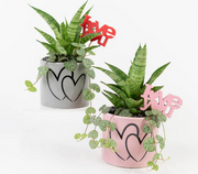 Double Love Mini Garden