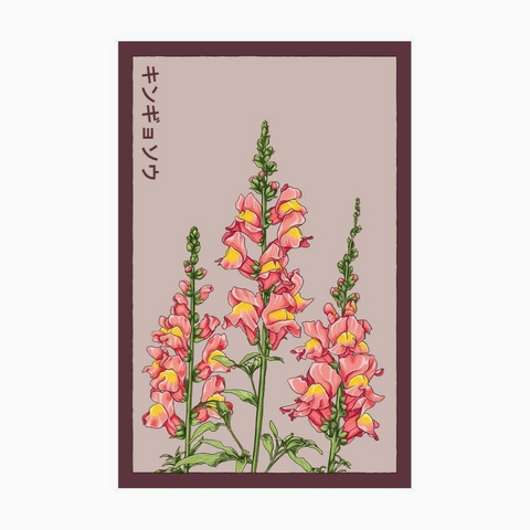 Shido Seeds Snapdragon Flower Seeds Packet