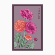 Shido Seeds Ranunculus Flower Plant Seeds