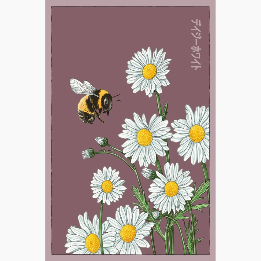 Shido Seeds Daisy White Flower Seeds Packet