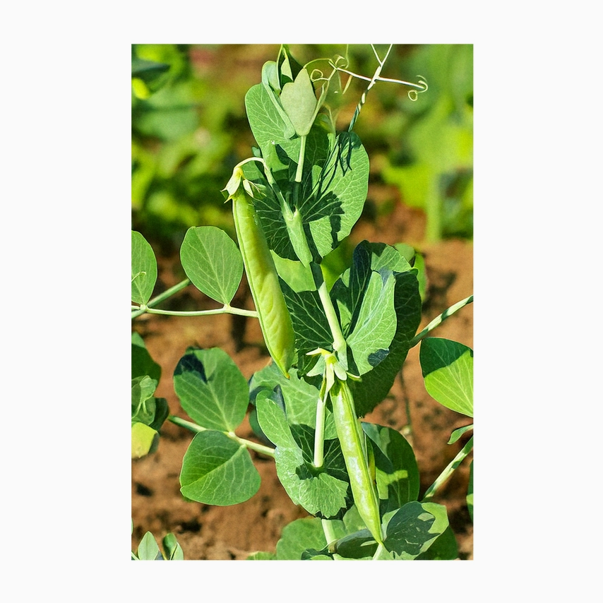 Shido Seeds Little Marvel Peas
