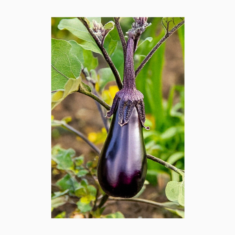 Shido Seeds Aubergine Jewel Marble F1
