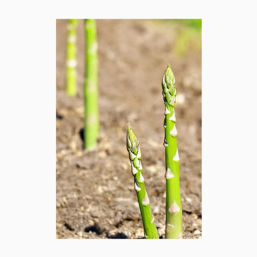 Shido Seeds Asparagus Mary Washington