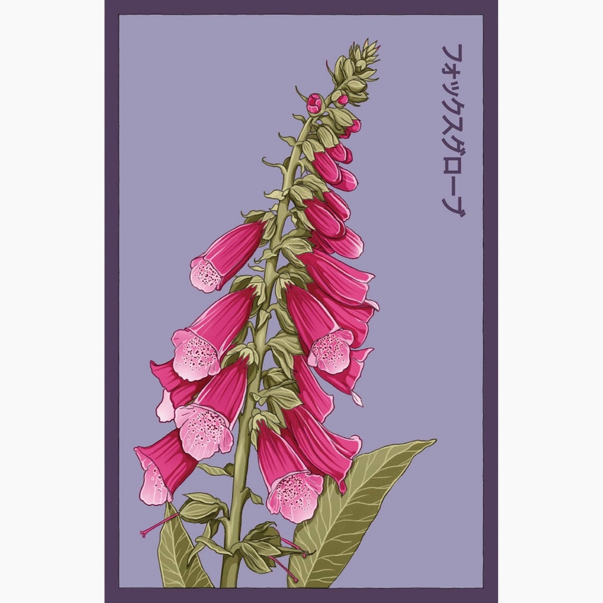 Shido Seeds foxglove flower seeds packet with premium vacuum-sealed packaging