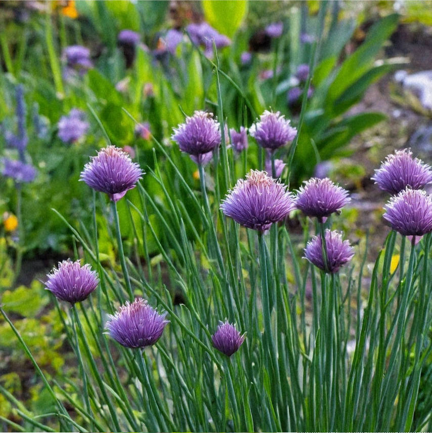 Shido Seeds Chive Seeds Packet