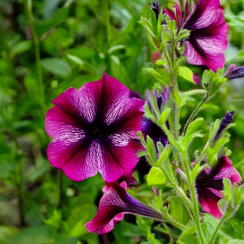 Shido Seeds Trailing Petunia Flower Seeds Packet