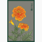Shido Seeds French Marigold Flower Seeds Packet