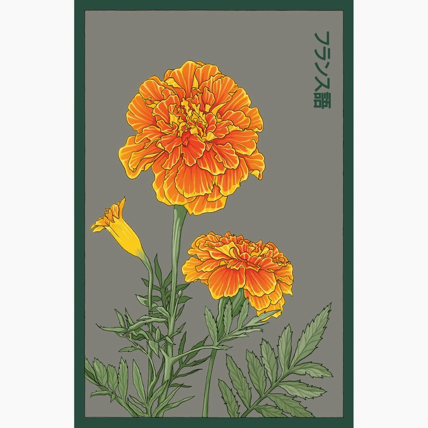 Shido Seeds French Marigold Flower Seeds Packet