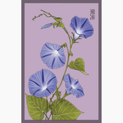 Shido Seeds French Morning Glory Flower Seeds Packet