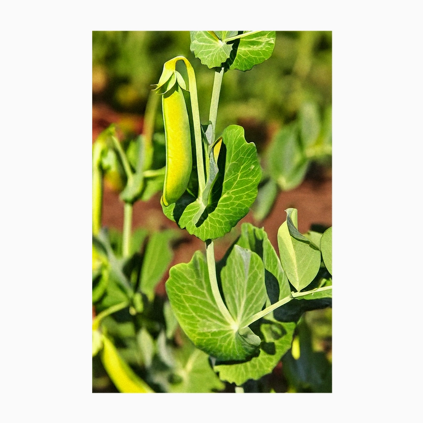 Shido Seeds Sugar Snap Peas Seeds Packet
