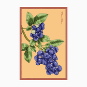 Shido Seeds Blueberry Shrub Seeds Packet