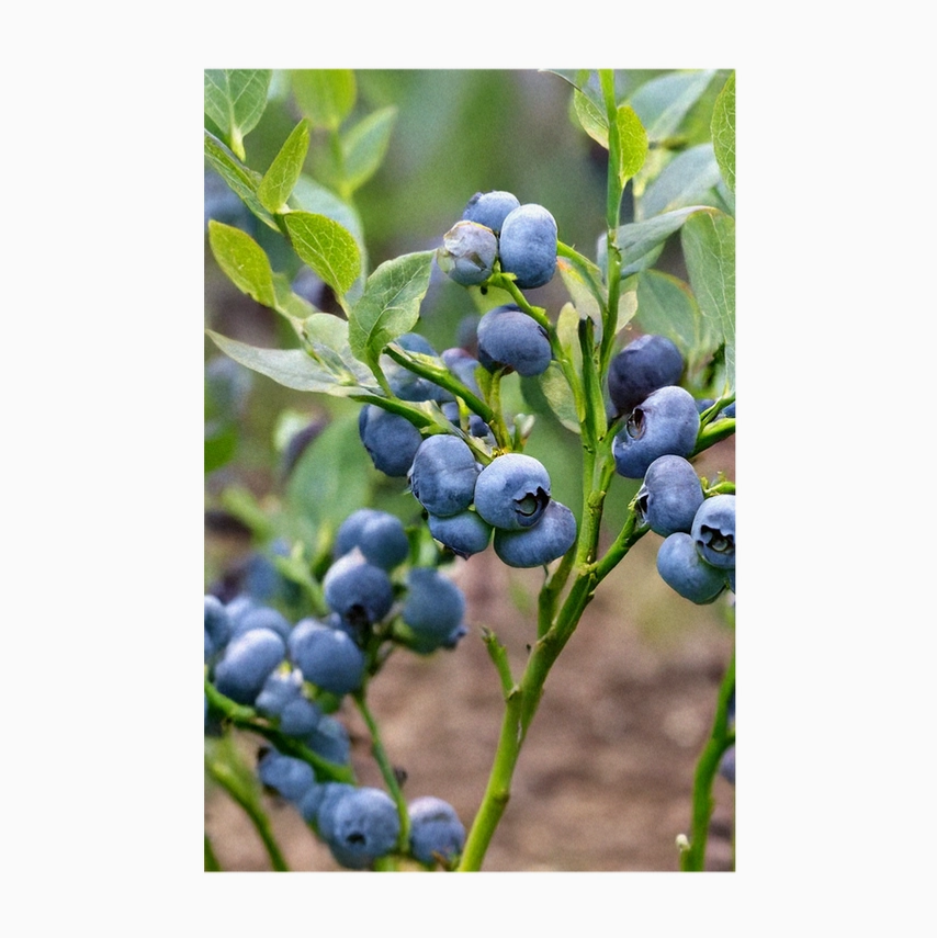 Shido Seeds Blueberry Shrub Seeds Packet