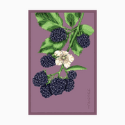 Shido Seeds Blackberry Seeds Packet