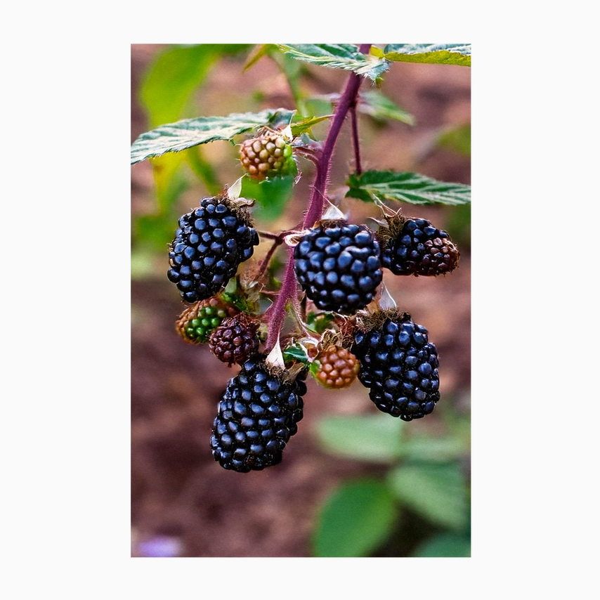 Shido Seeds Blackberry Seeds Packet