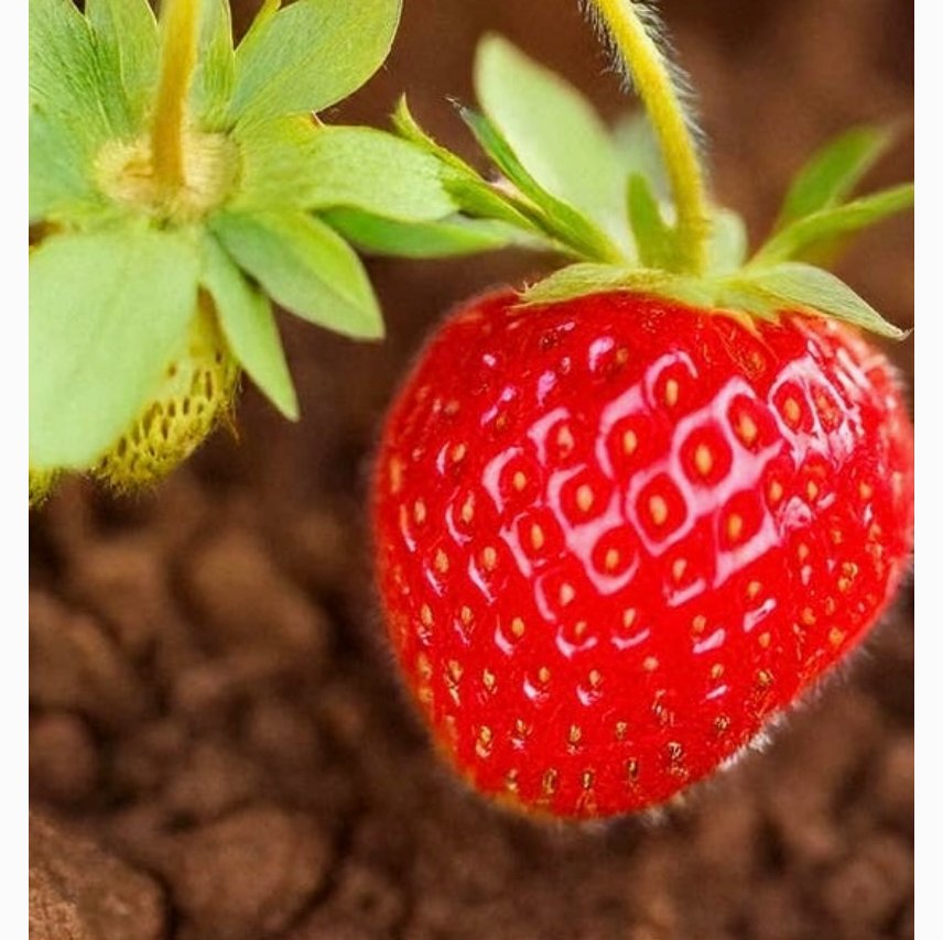 Shido Seeds Basket Kisses Strawberry Seeds